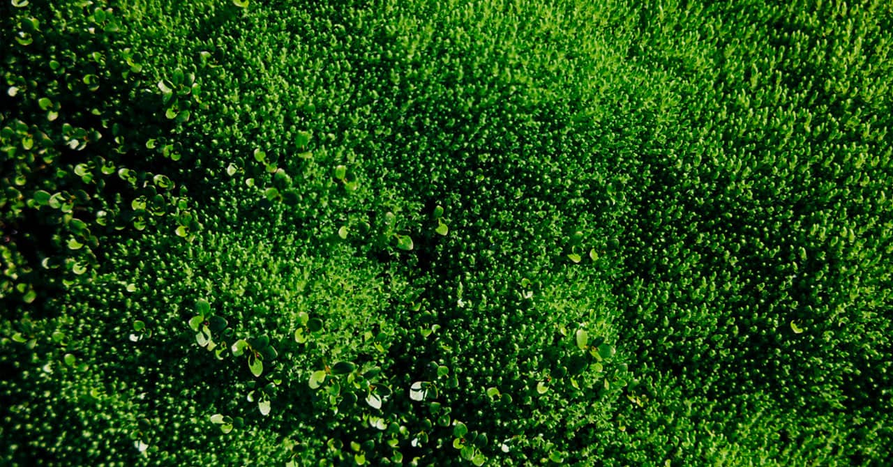Green grass
