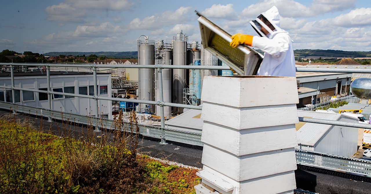 Bee keeping roof image