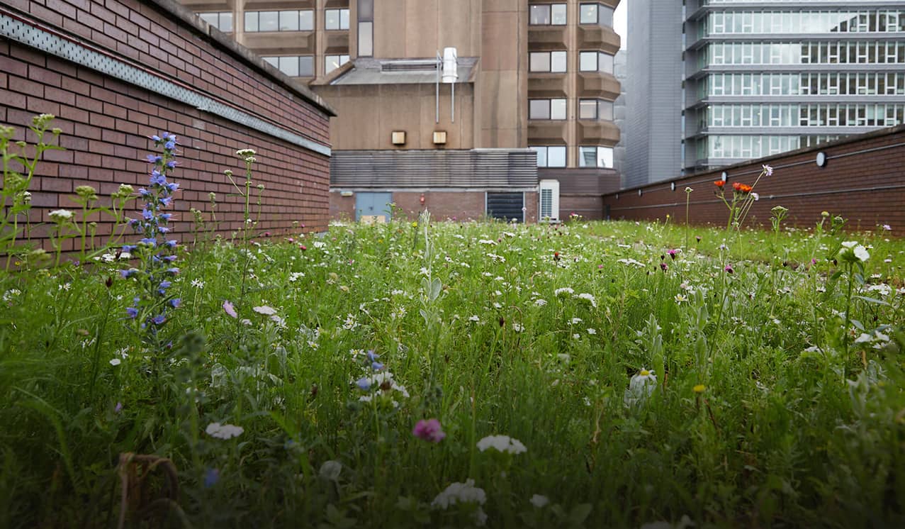 Flowers in a garden.
